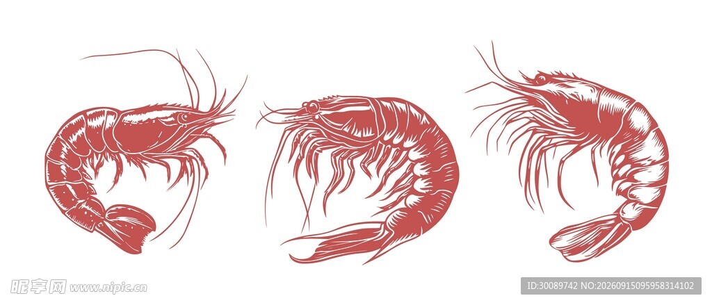 手绘虾类素材