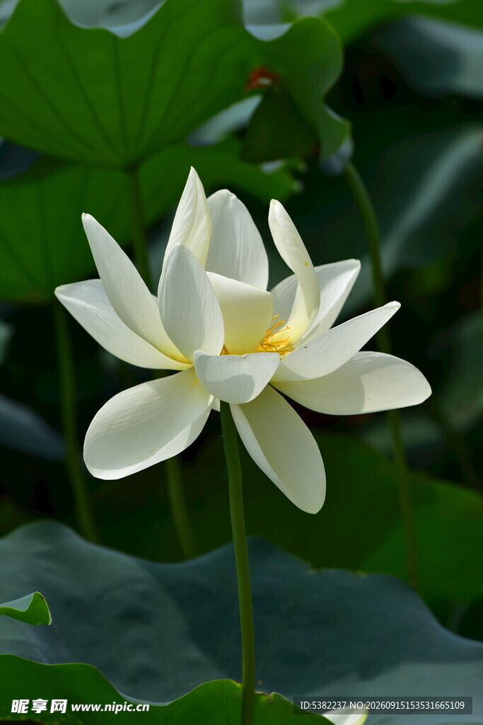 洁白荷花绽放于绿叶间