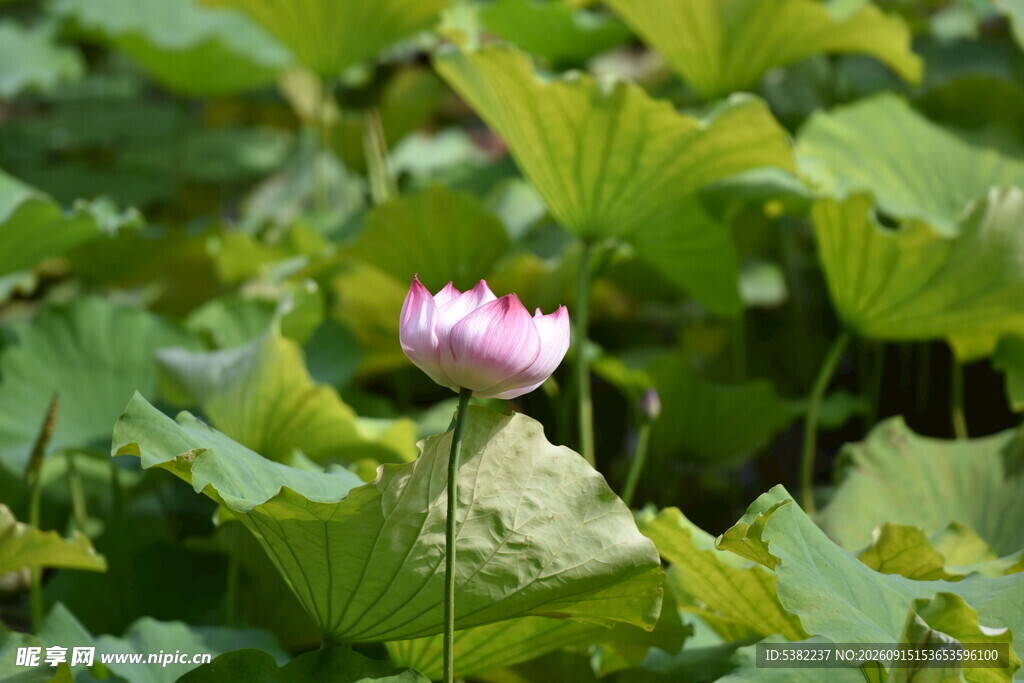 粉色荷花绽放于绿叶间