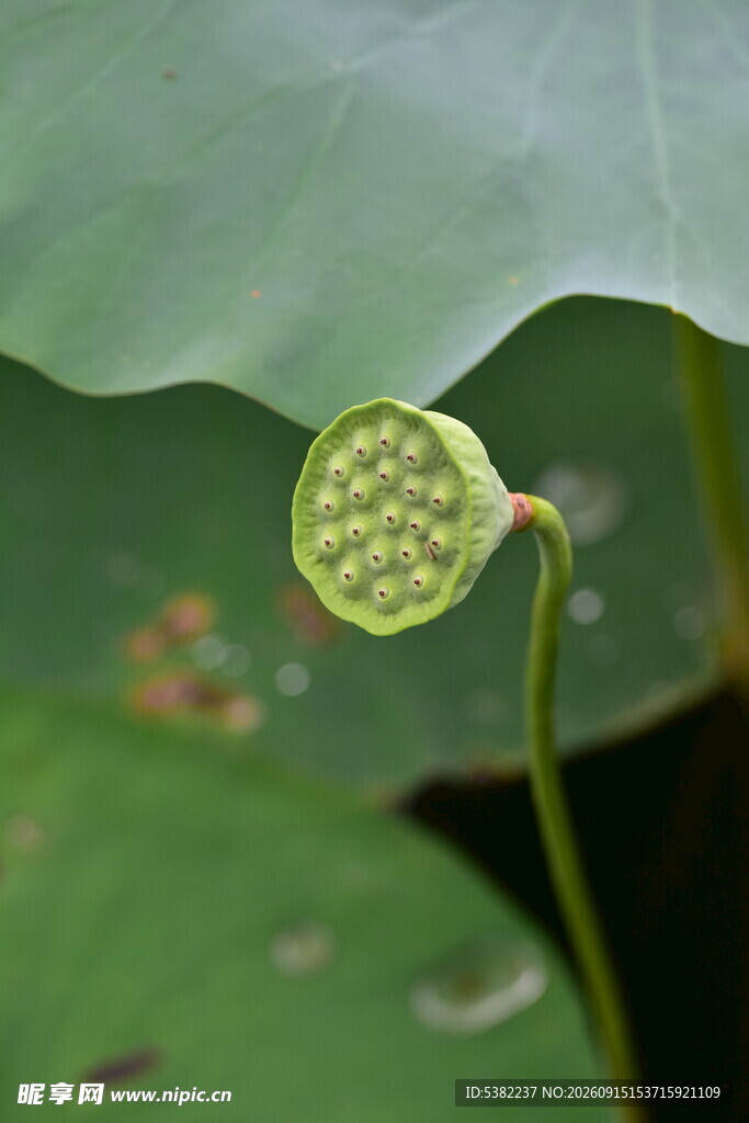 莲蓬初绽于荷叶间