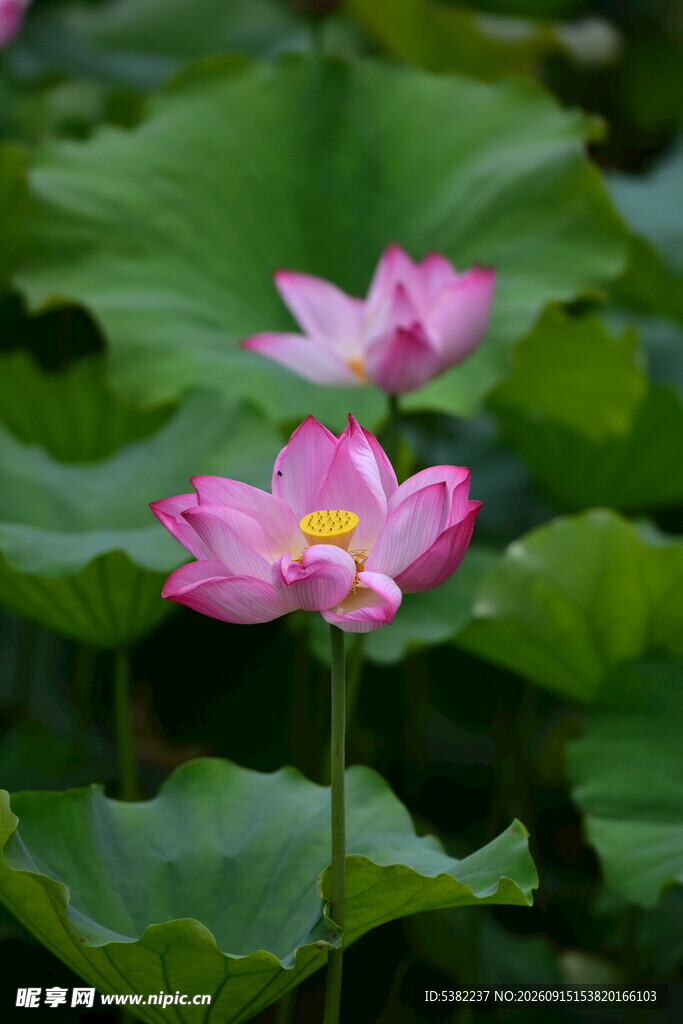 娇艳荷花绽放于绿叶间