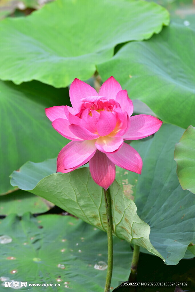 娇艳荷花绽放于绿叶间