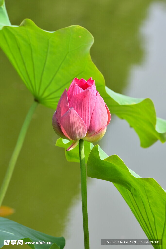 娇艳荷花绽放于绿叶间