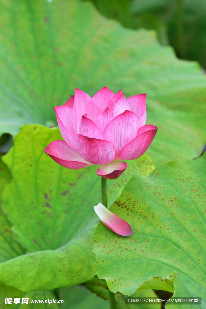 娇艳荷花绽放于绿叶间