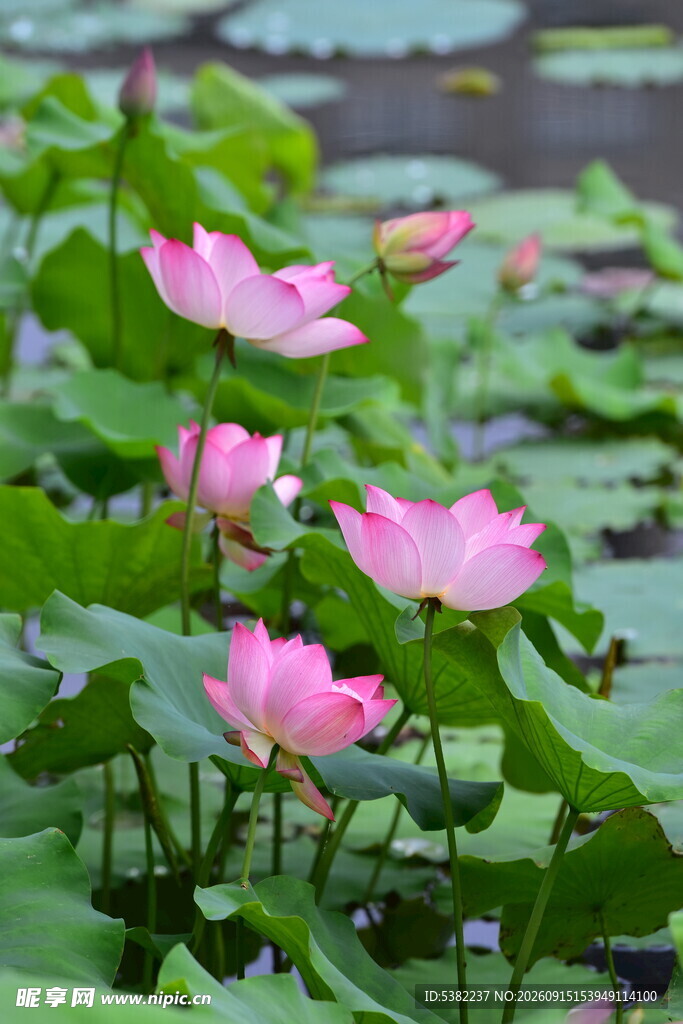 粉色荷花绽放于绿叶间