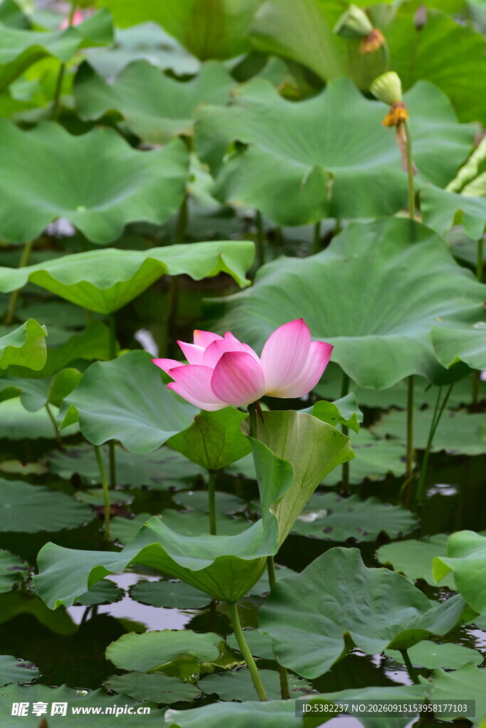 粉色荷花绽放于荷叶间