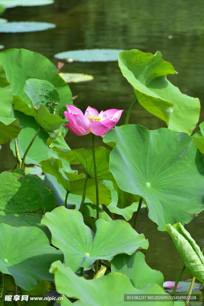 粉色荷花绽放于荷叶间