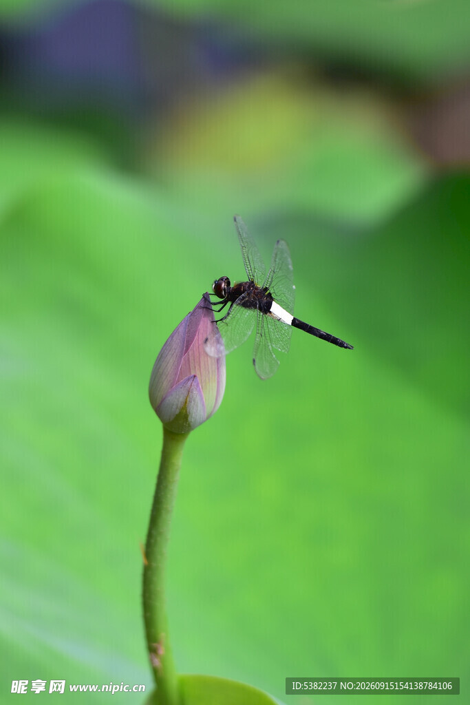 蜻蜓停驻荷尖