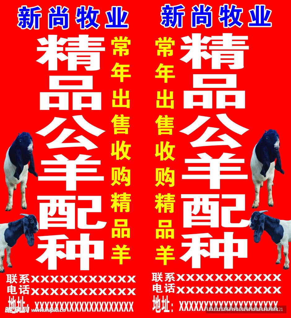 公羊配种