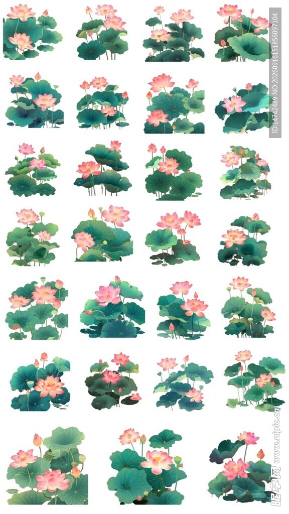 免扣荷花素材