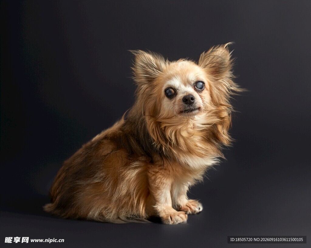 可爱吉娃娃犬坐于深色背景
