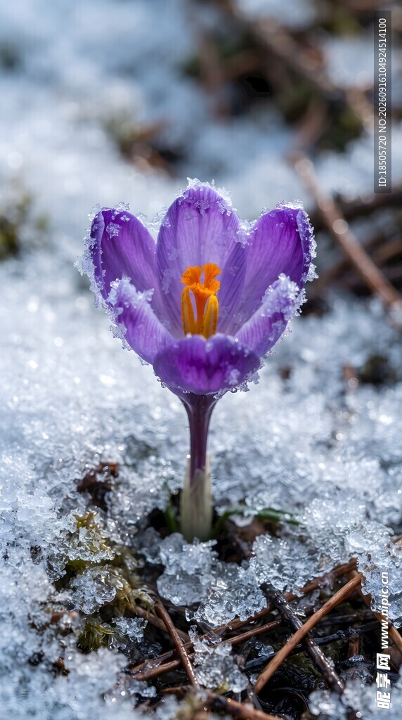 雪中绽放的紫色番红花