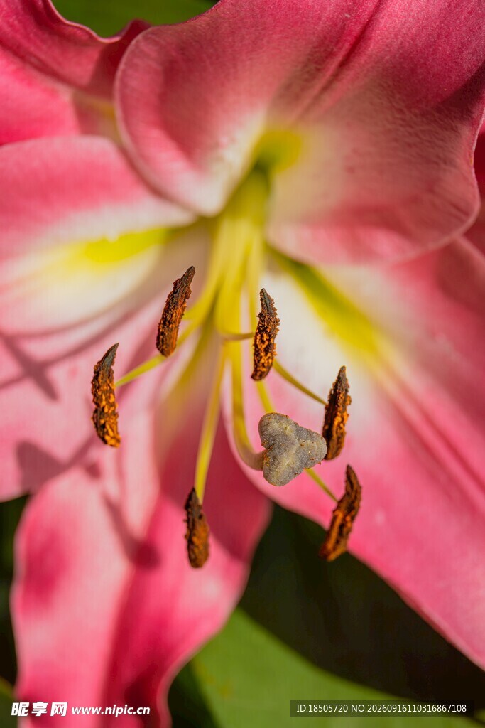 娇艳粉色百合花特写