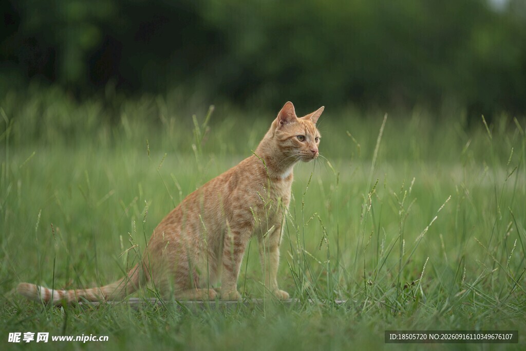 草地上的橘猫