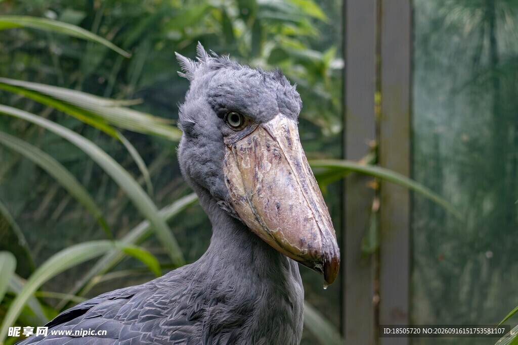 灰头巨嘴鸟特写