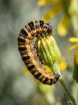 黄黑条纹毛毛虫攀附花茎