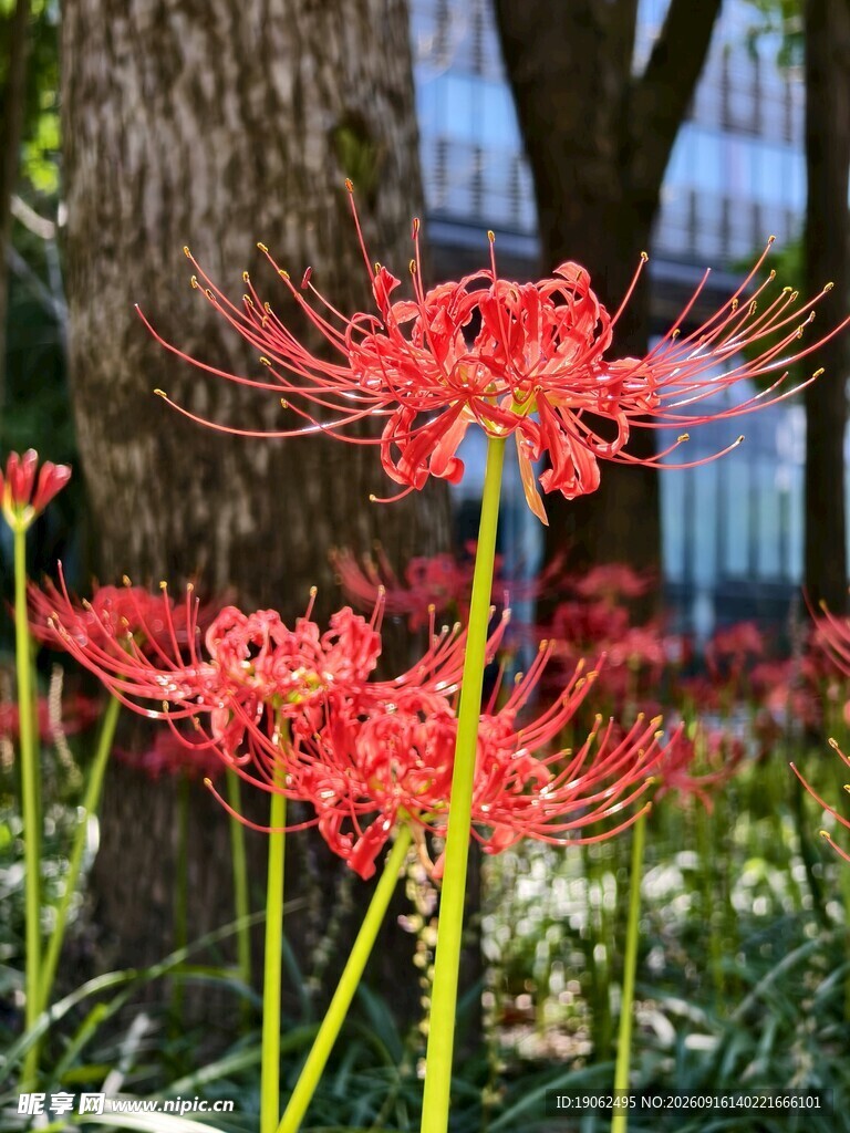 彼岸花开