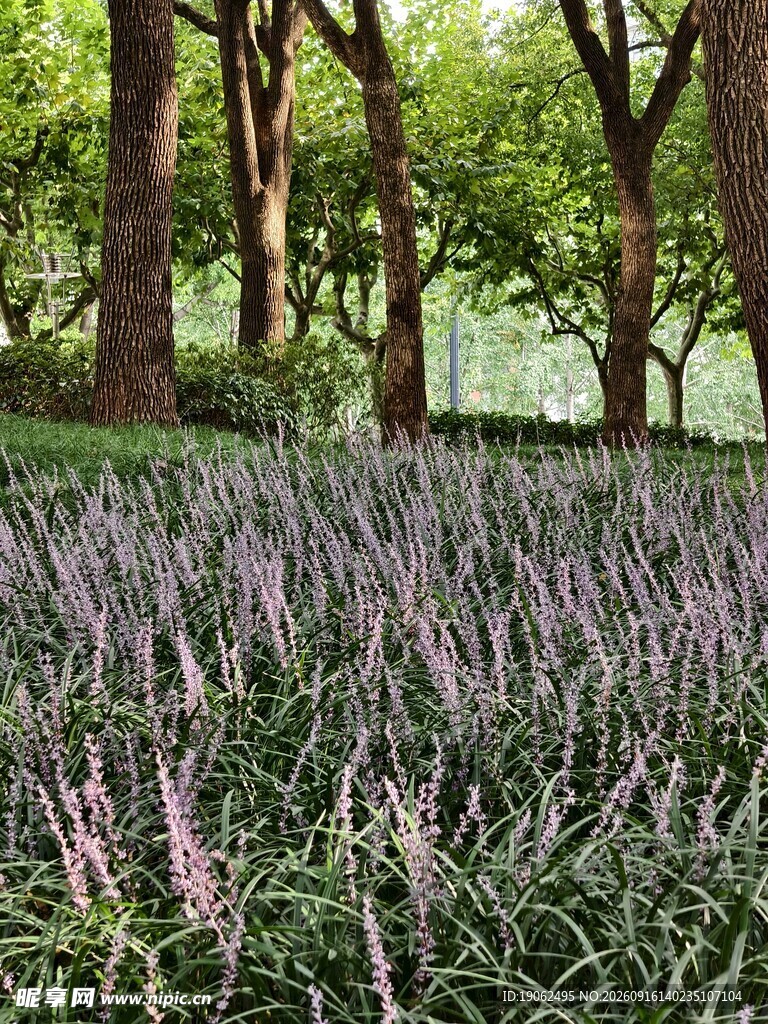 麦冬花开