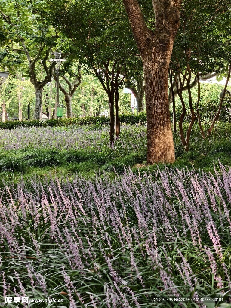 麦冬花开