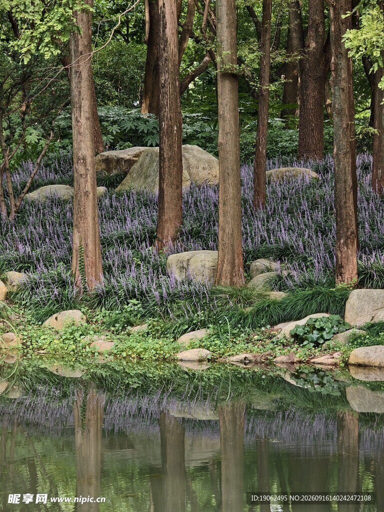 麦冬花开