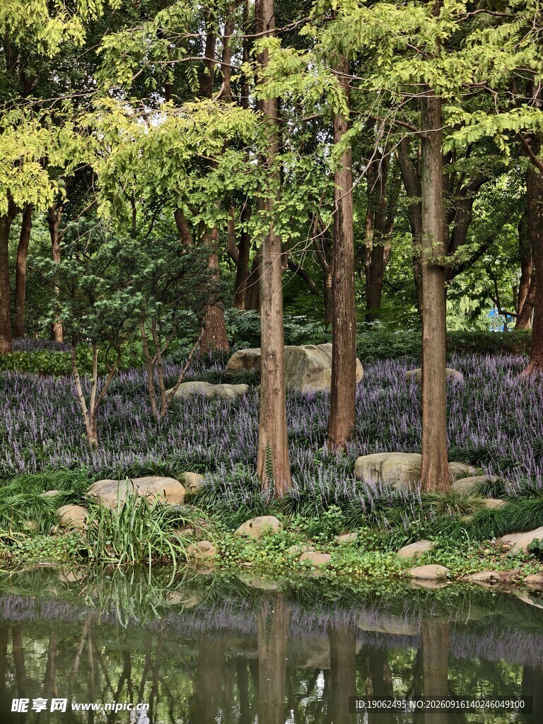 麦冬花开