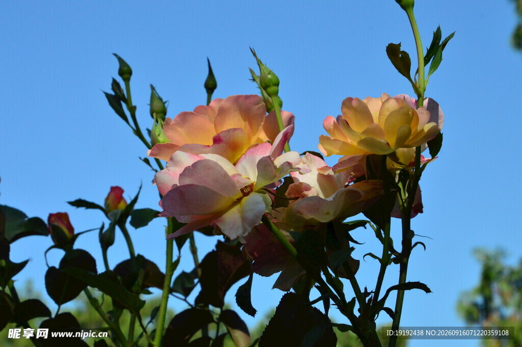 月季花  