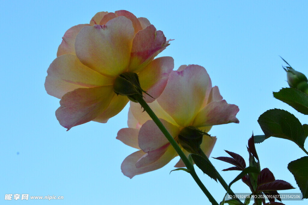 月季花 