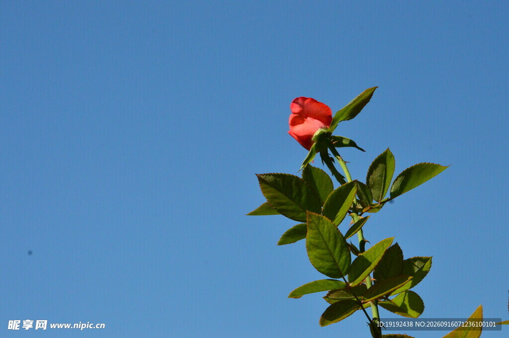 月季花  