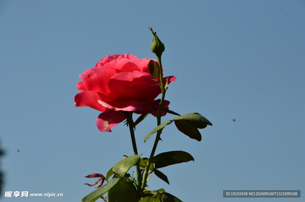 月季花 