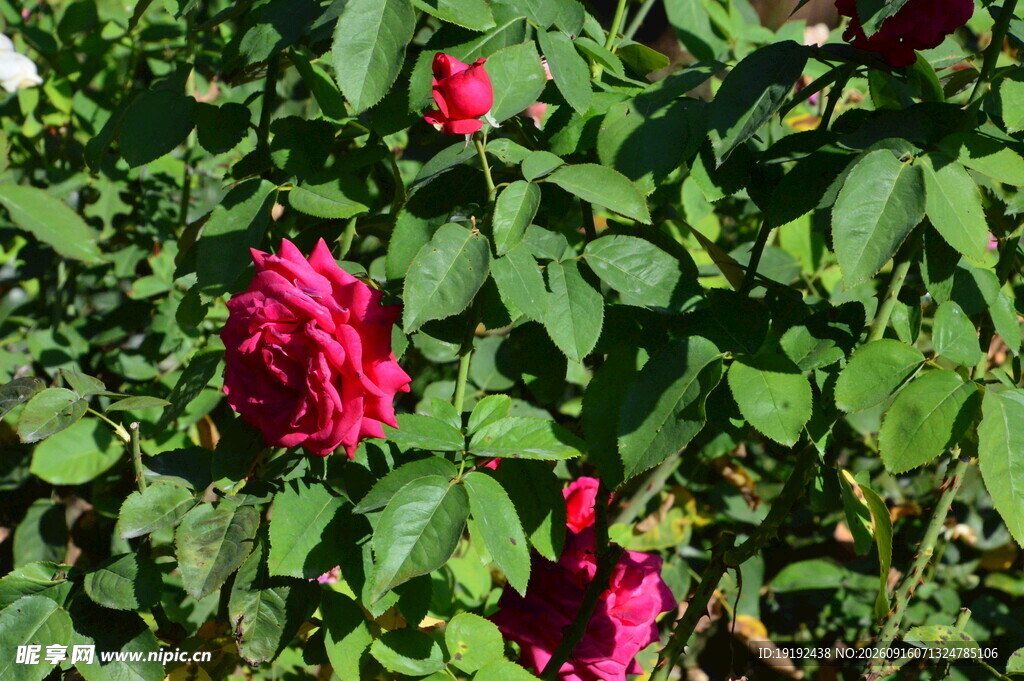 月季花 