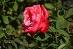 月季花  