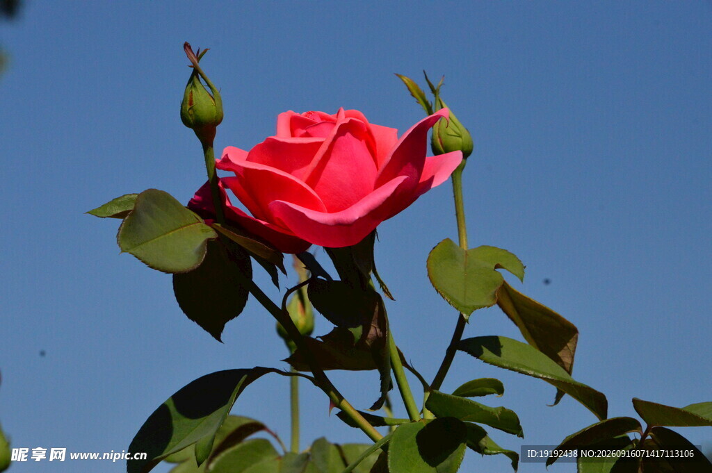 月季花 