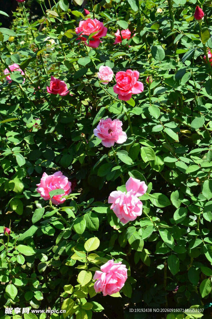 月季花  