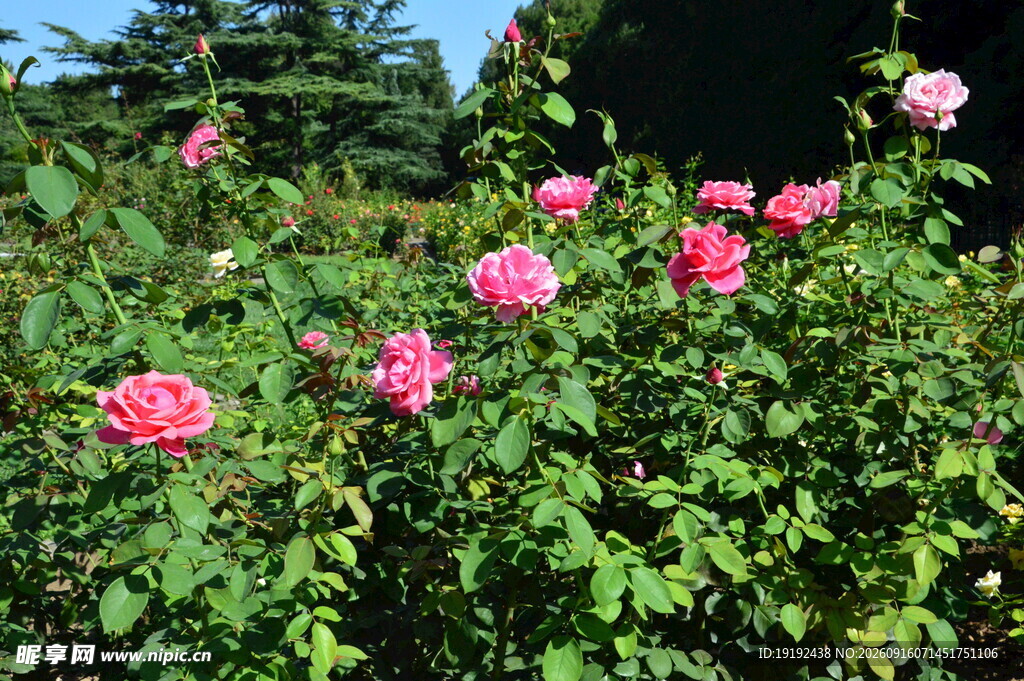 月季花  