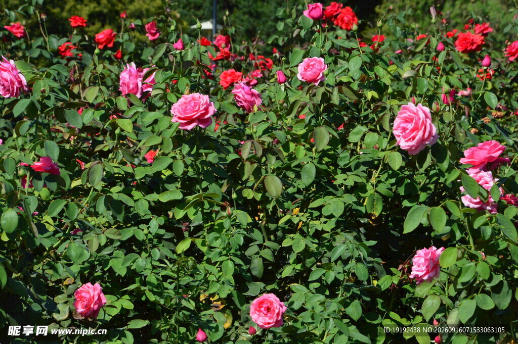 月季花 