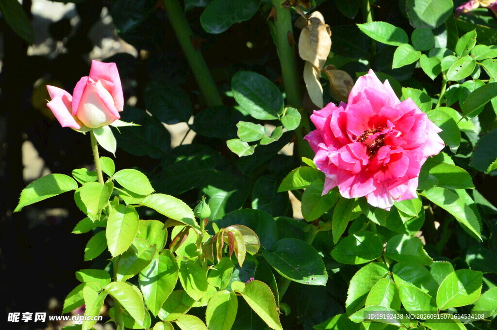 月季花 
