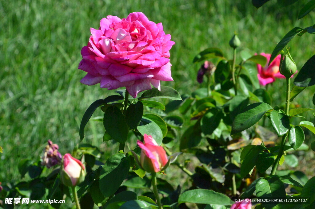 月季花 