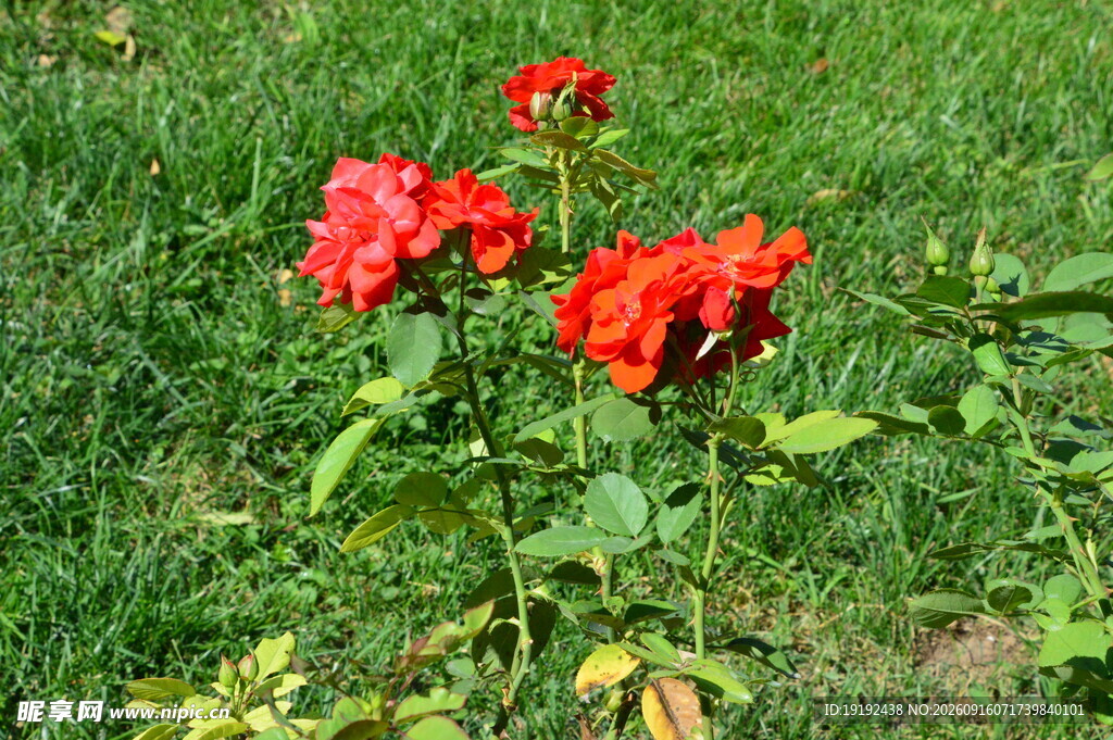 月季花  