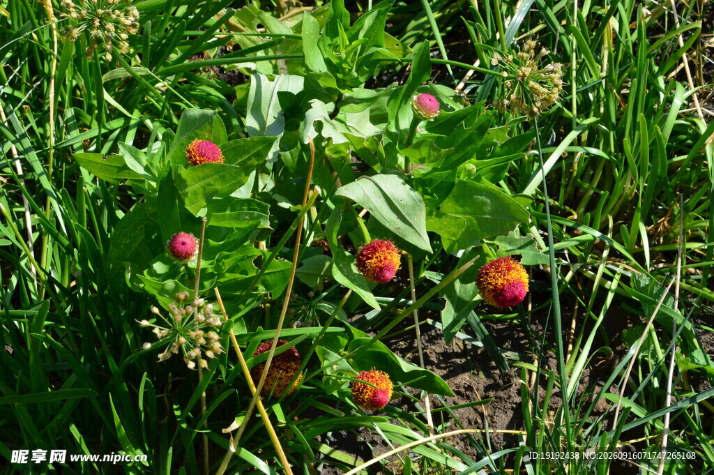 野草莓