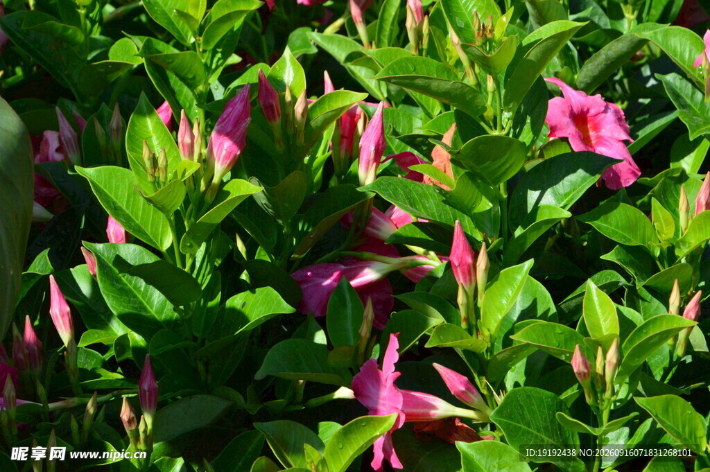 飘香藤 