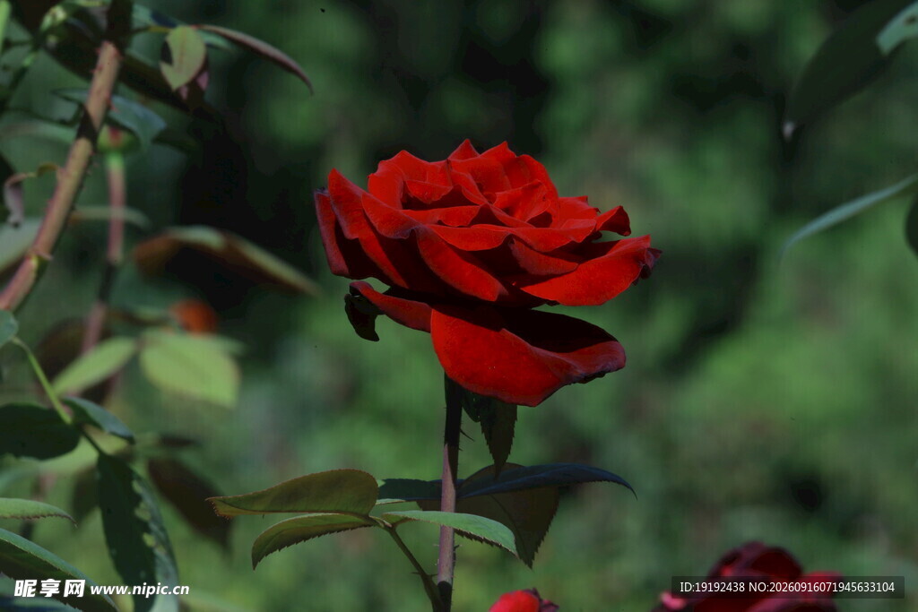 月季花 