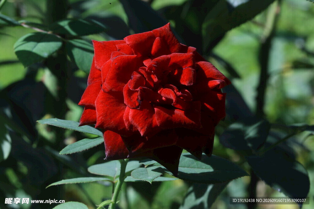 月季花  
