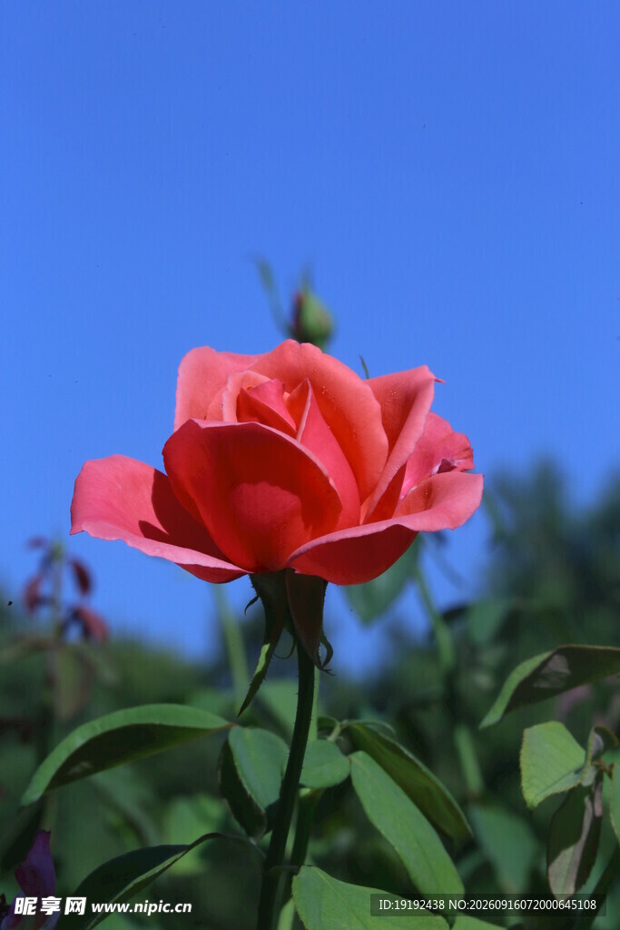 月季花 