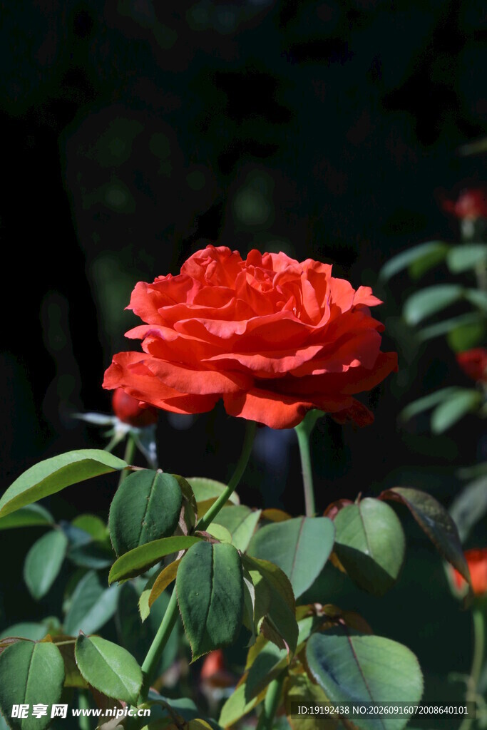 月季花  