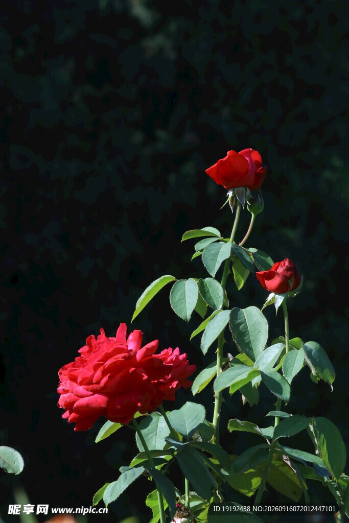 月季花 