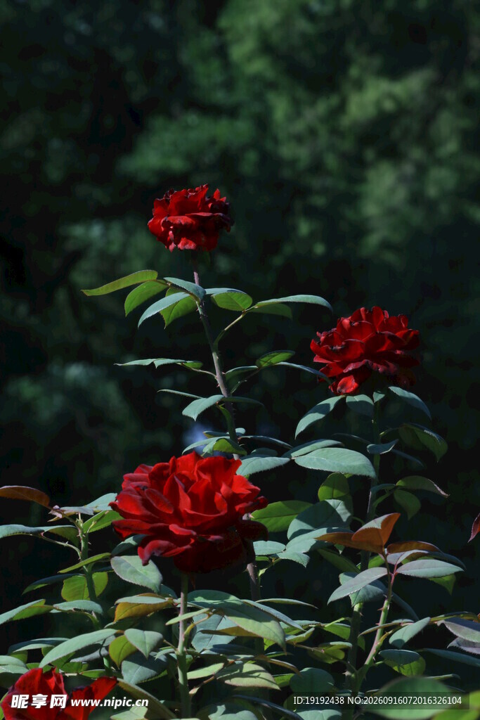 月季花  