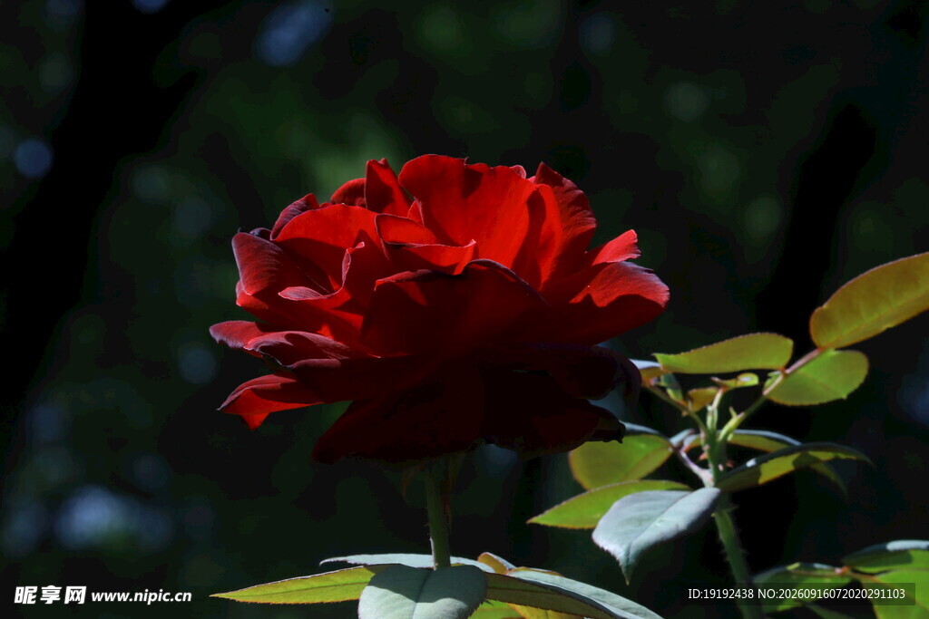月季花 