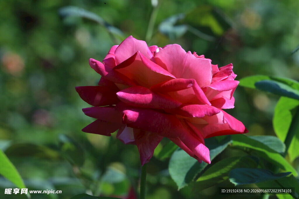 月季花 