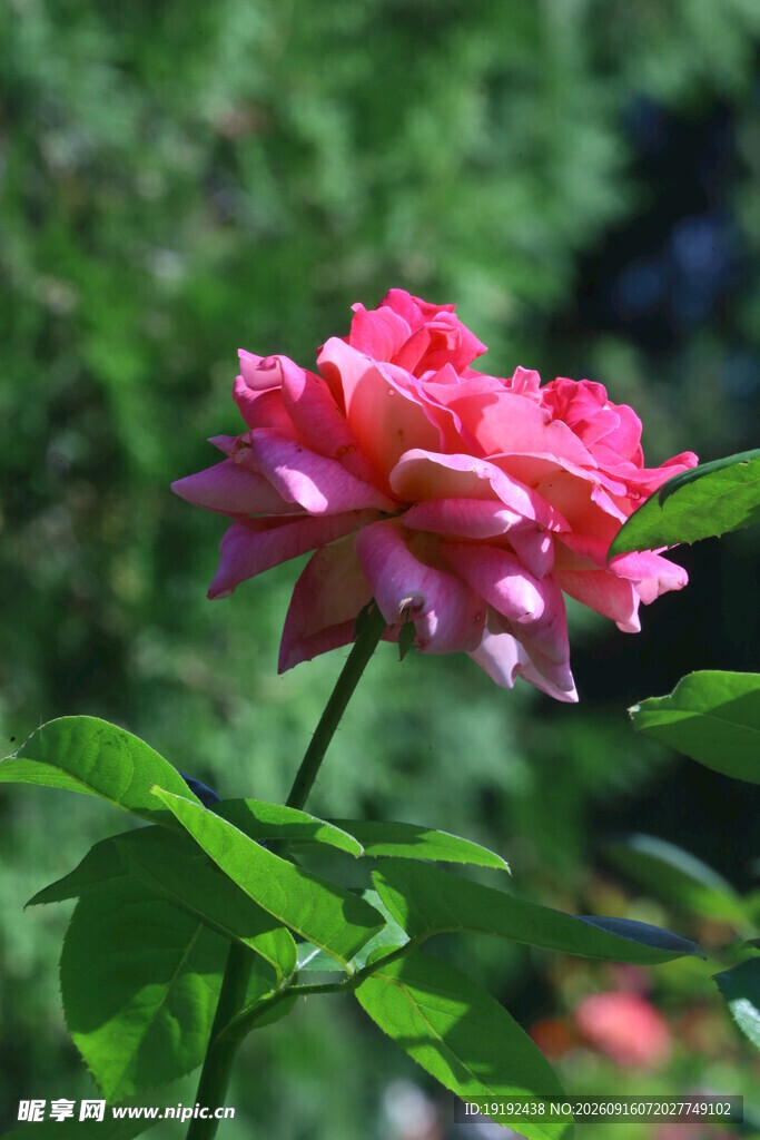 月季花