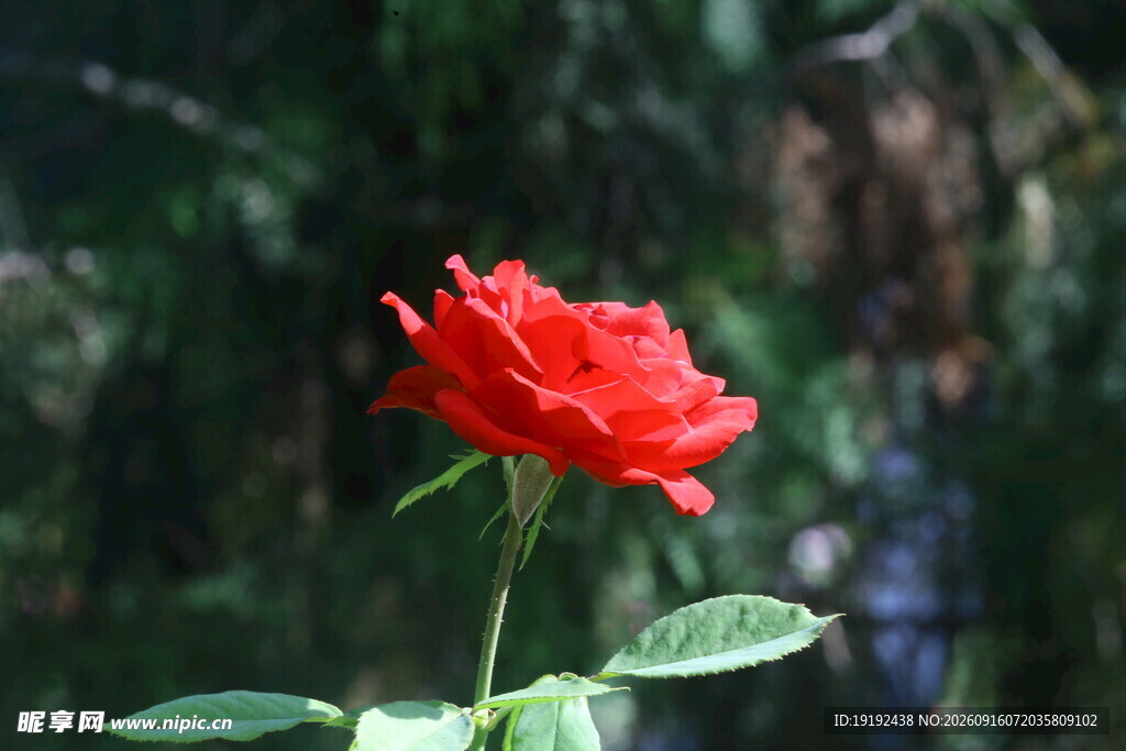 月季花 